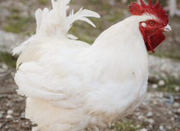 Herd and Flock Animal Sanctuary