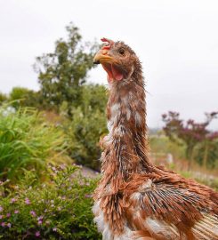 Happy Hen Chicken Rescue | Sanctuary