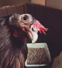 Triangle Chicken Advocate | Sanctuary