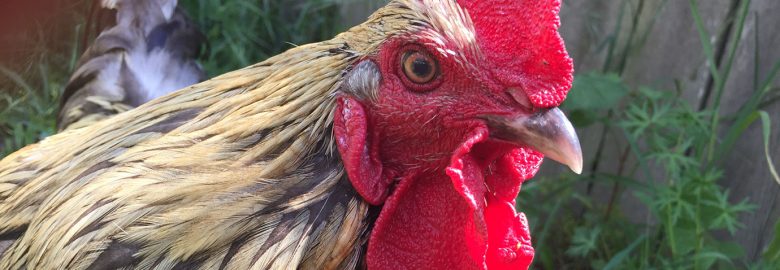 United Poultry Concerns | Sanctuary