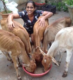 Welfare for Animals in Goa