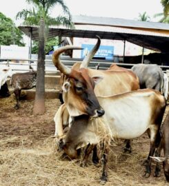 Welfare for Animals in Goa