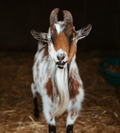 2nd Street Hooligans Rescue