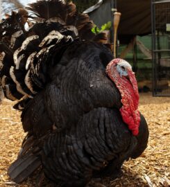 2nd Street Hooligans Rescue