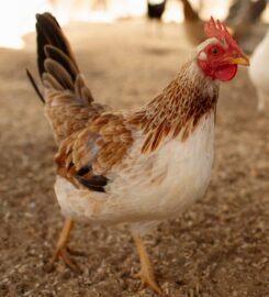 2nd Street Hooligans Rescue