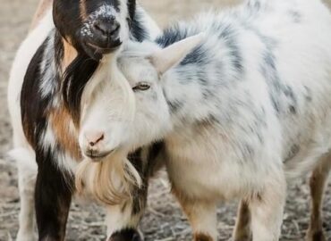 Herd and Flock Animal Sanctuary